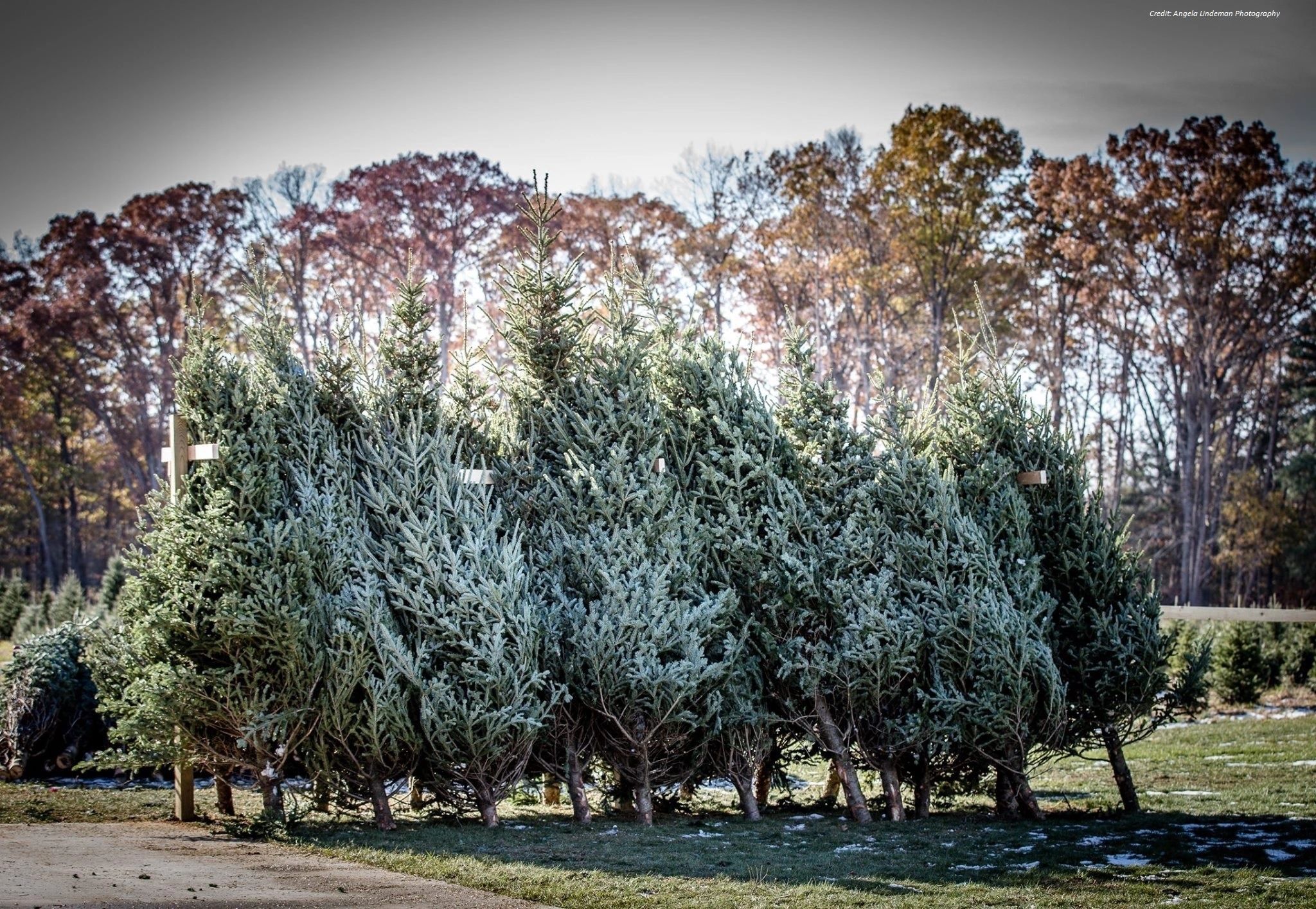 Christmas Tree Farm in Nunica R A Farms